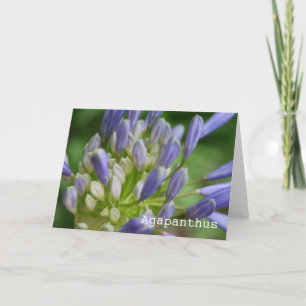Tomt hälsningkort för Agapanthus Kort
