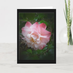 Tomt hälsningkort för Camellia Kort