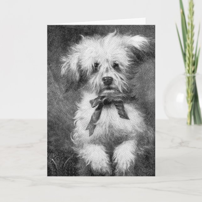 Tomt hälsningkort för fluffig hund kort (Framsida)