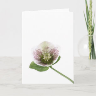 Tomt hälsningkort för Hellebore Kort
