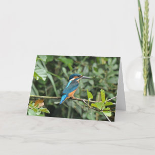 Tomt hälsningkort för Kingfisher Kort