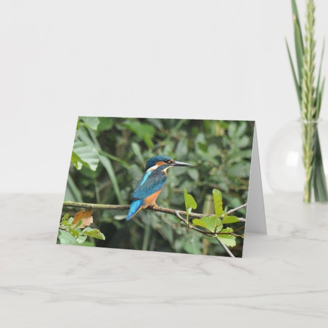 Tomt hälsningkort för Kingfisher Kort (Framsida)