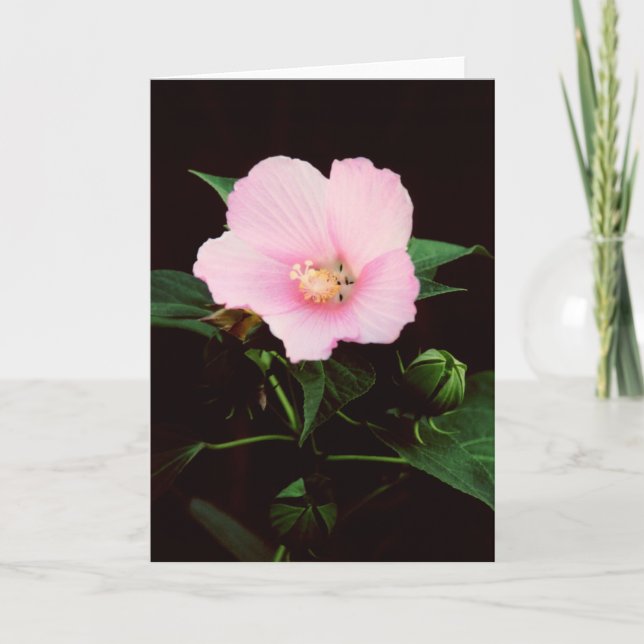 Tomt hälsningkort för rosa Mallow Kort (Framsida)