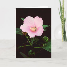 Tomt hälsningkort för rosa Mallow Kort