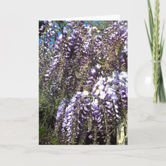 Tomt hälsningkort för Wisteria Kort (Framsida)