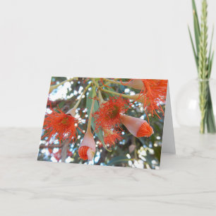 Tomt hälsningkort - orange eukalyptusträdblommor kort