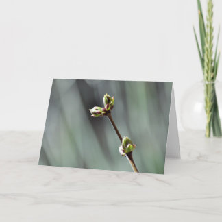 Tomt hälsningskort med bild av Budding Lilac Kort