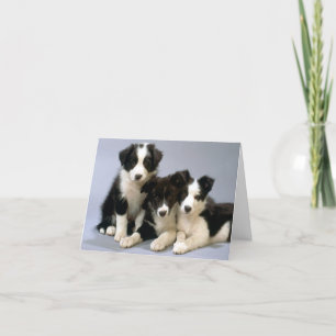 Tomt Hund med valpar i gräns Tack Kort