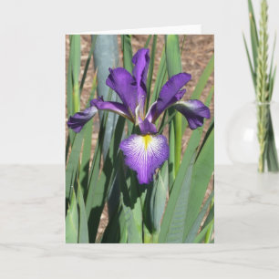 Tomt Iris-kort -"LINJDANCING" Kort