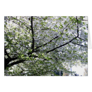 Tomt japanskt Cherry Träd-kort Hälsningskort