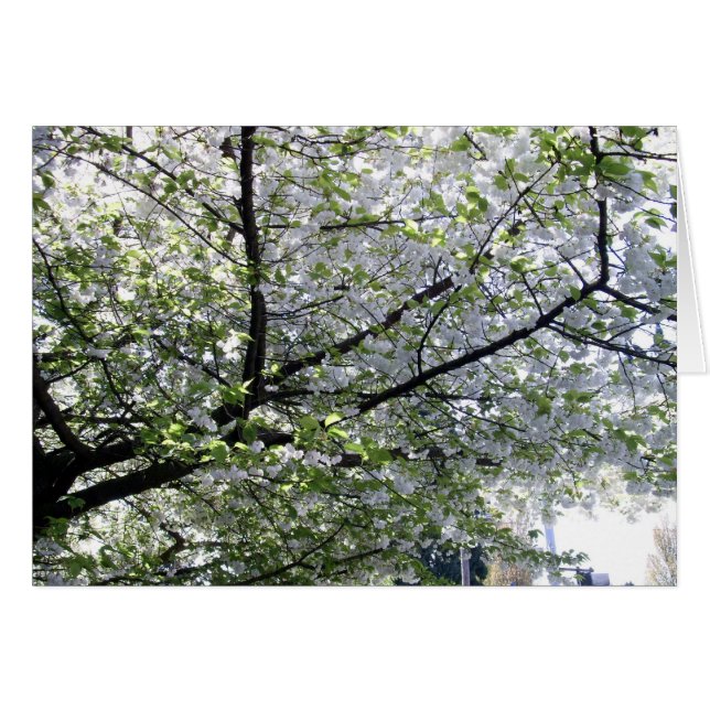 Tomt japanskt Cherry Träd-kort Hälsningskort (Framsidan Horizontal)