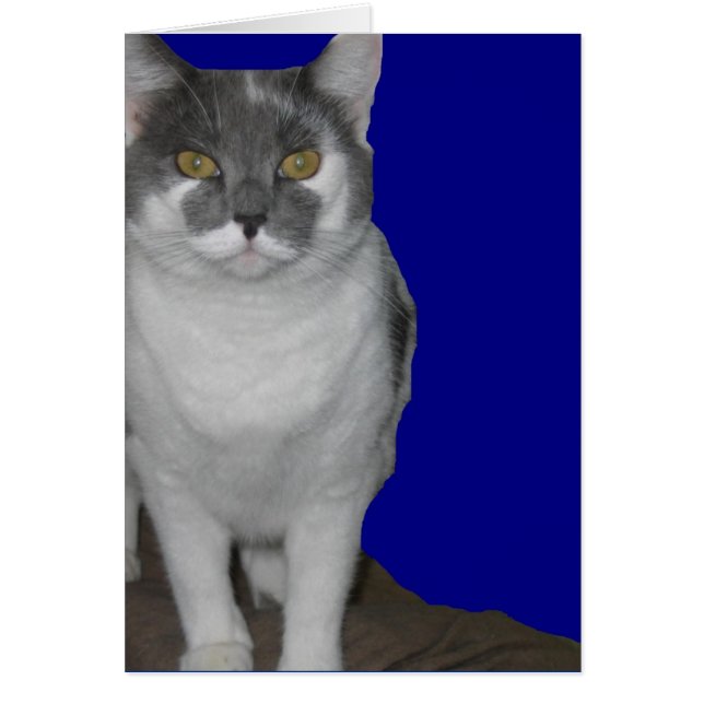 ~ Tomt Kattunge-kort ~ Hälsningskort (Framsidan)