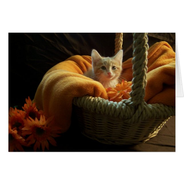 tomt kattungekort hälsningskort (Framsidan Horizontal)