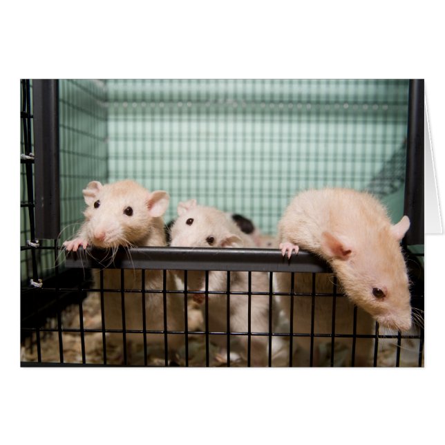 tomt kort (Framsidan Horizontal)