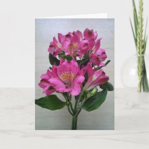 Tomt kort - Alstromeria
