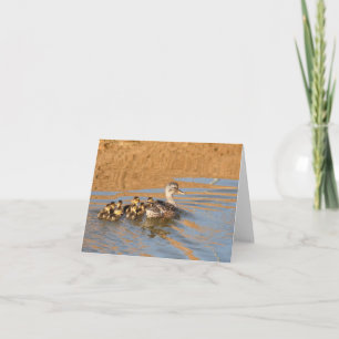 Tomt kort, Ducklings Tack Kort