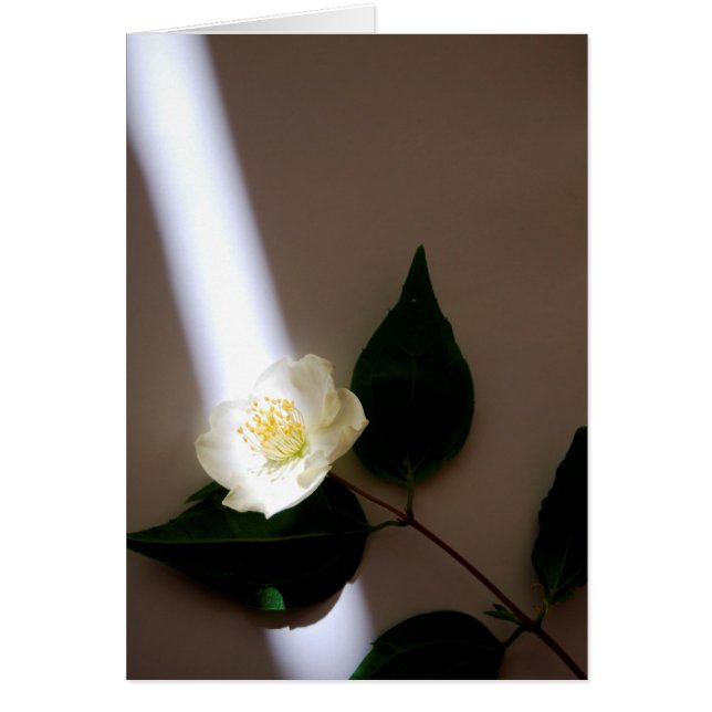 Tomt kort för anpassade (Framsidan)