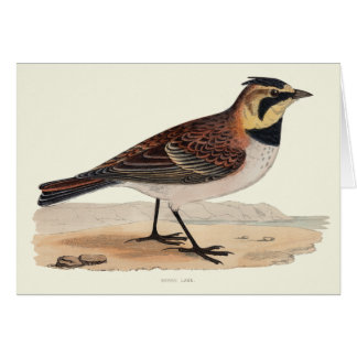 TOMT KORT FÖR HIMMELLARK