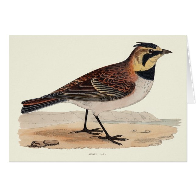 TOMT KORT FÖR HIMMELLARK (Framsidan Horizontal)