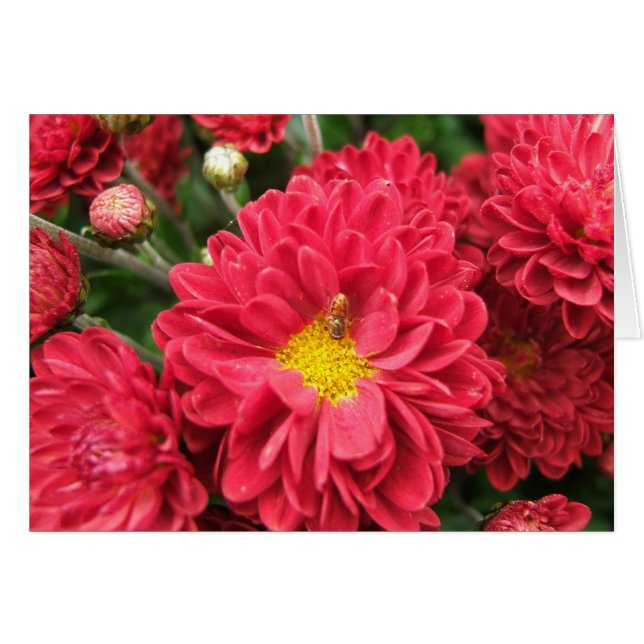 Tomt kort för humla och för rosablomma (Framsidan Horizontal)