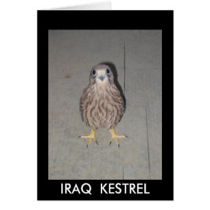 TOMT KORT FÖR IRAK TORNFALK