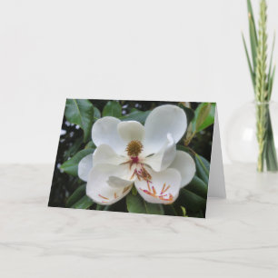 Tomt kort för Magnolia-blomman