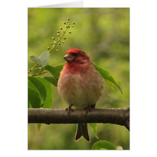 Tomt kort för purpurfärgad Finch