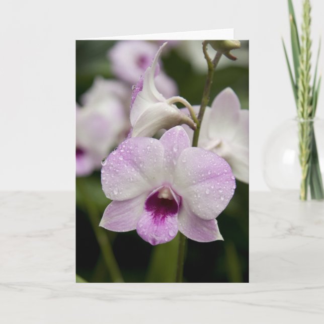 Tomt kort för purpurfärgad Orchid (Framsida)