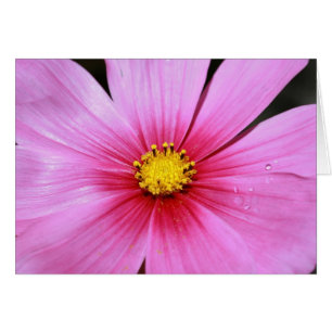 Tomt kort för rosa Cosmo