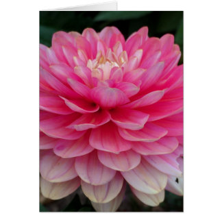 Tomt kort för rosa Dahlia