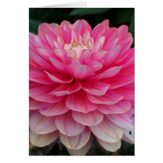 Tomt kort för rosa Dahlia (Framsidan)