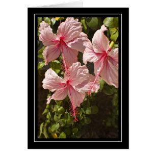 Tomt kort för rosa hibiskus