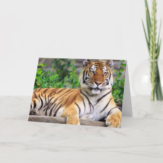 Tomt kort för Siberian tiger