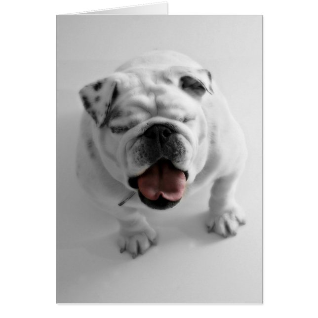 Tomt kort för skraj bulldogg (Framsidan)
