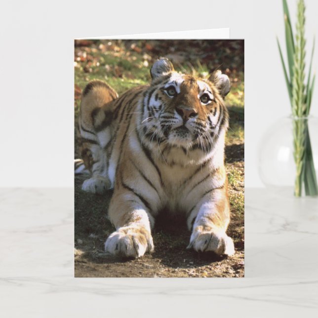 Tomt kort för tiger (Framsida)