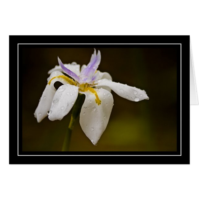 Tomt kort för vildOrchid (Framsidan Horizontal)