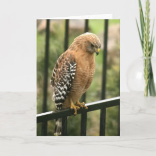 Tomt kort, Hawk Tack Kort