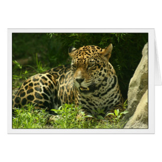 Tomt kort - Jaguar-foto
