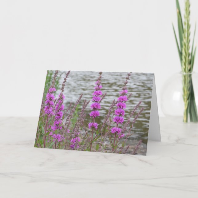 Tomt kort med höga rosa blommor nära floden (Framsida)