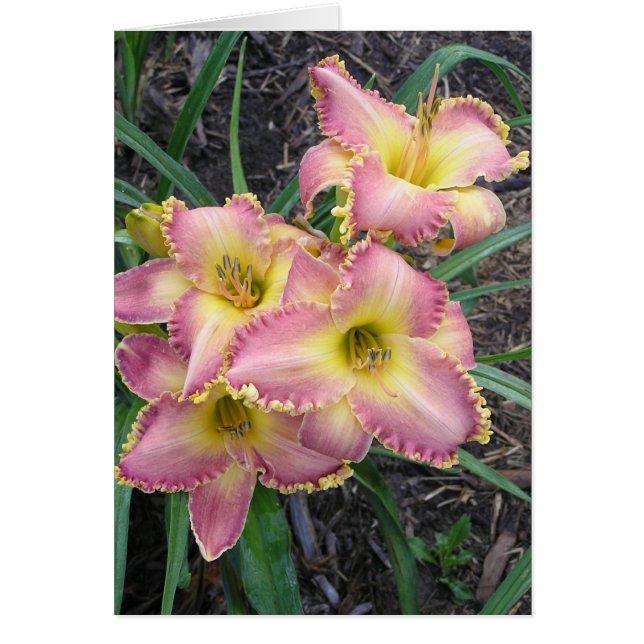 Tomt kort med Mojave-morgon (Framsidan)