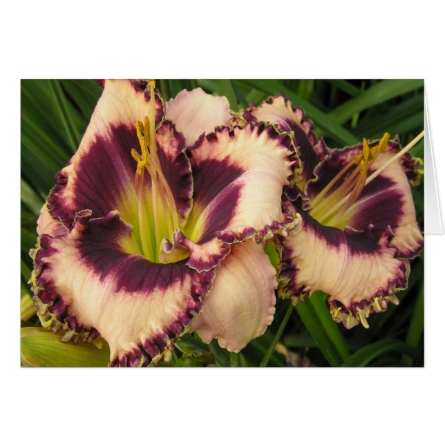 Tomt kort med Pair av Eyed Daylilies (Framsidan Horizontal)