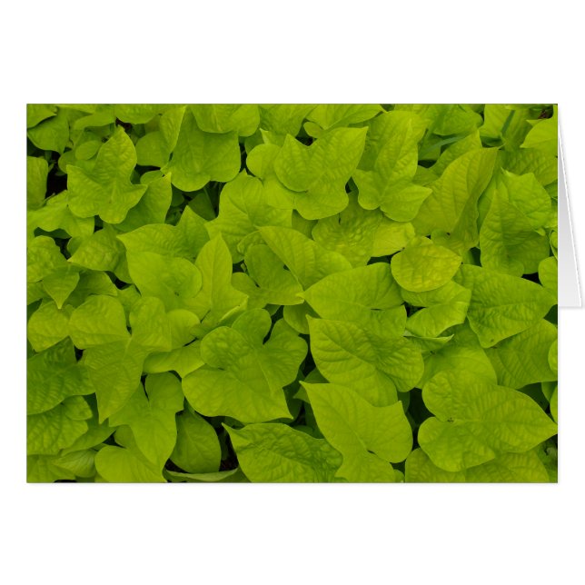 Tomt kort med rött potatisvaccin (Framsidan Horizontal)