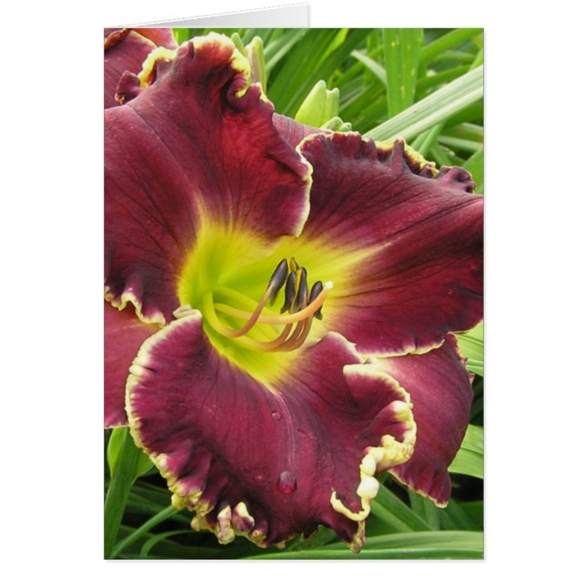 Tomt kort med Sooo Lila Daylily (Framsidan)