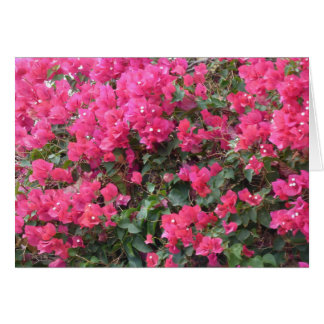 Tomt kort med vacker rosa bougainvillea