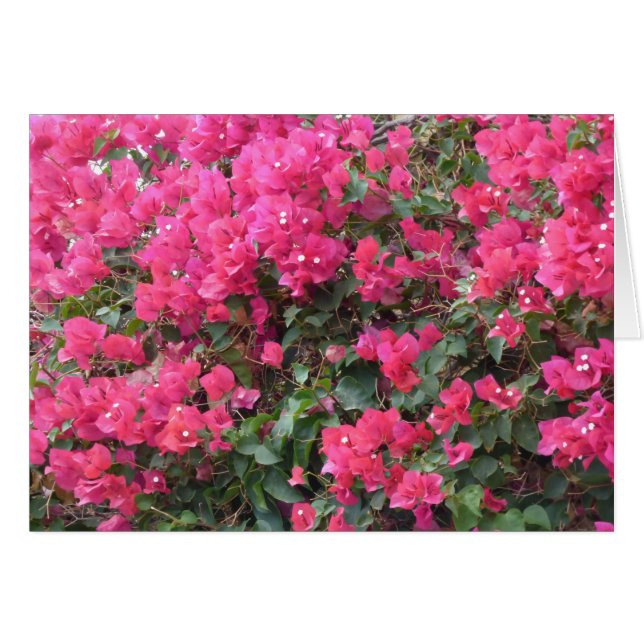 Tomt kort med vacker rosa bougainvillea (Framsidan Horizontal)