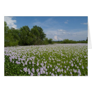 Tomt kort med Vatten Lilies-bakgrund