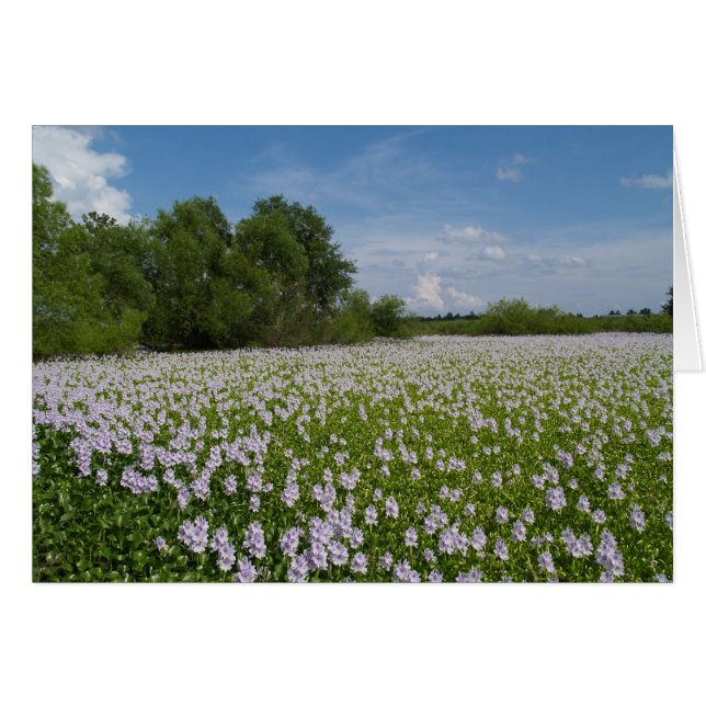 Tomt kort med Vatten Lilies-bakgrund (Framsidan Horizontal)