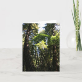 Tomt kort, Muir Skogen Tack Kort