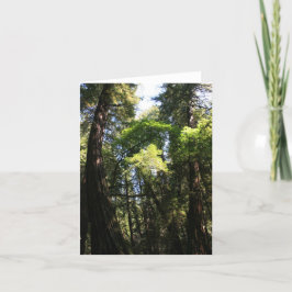 Tomt kort, Muir Skogen Tack Kort