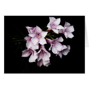 Tomt kort - rosa Oleander